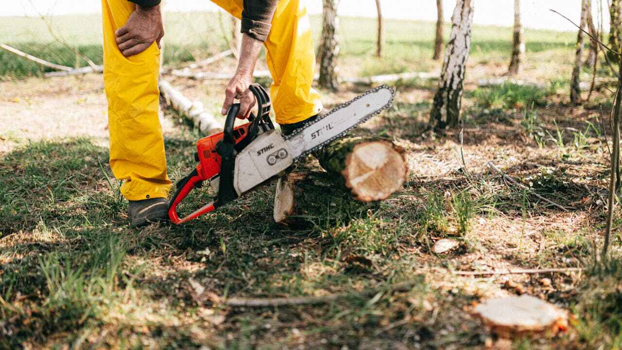 Best Tree Cutting Near Me  in Long Beach, IN